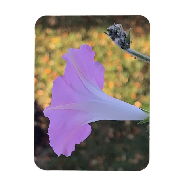 Ímã Glória da Manhã com Brilho Rosa e Dourado (Vertical)