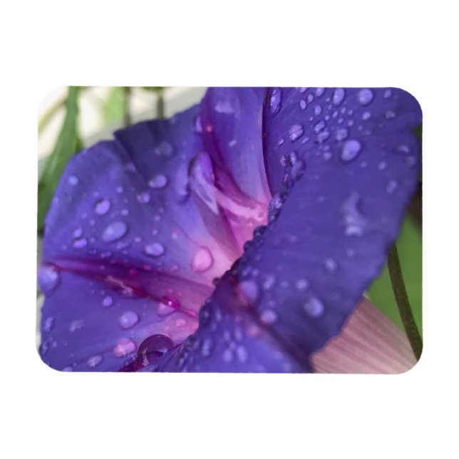 Ímã Glória-da-manhã Gota de Orvalho Roxa (Horizontal)
