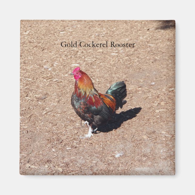 Imã Gold Cockerel Rooster magnet (Frente)