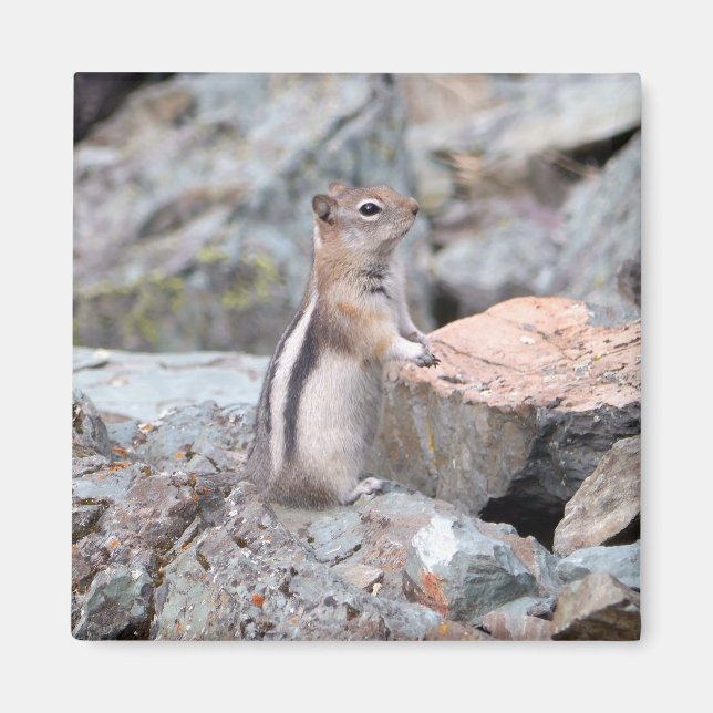 Imã Golden-Mantled Ground Squirrel at Glacier II (Frente)