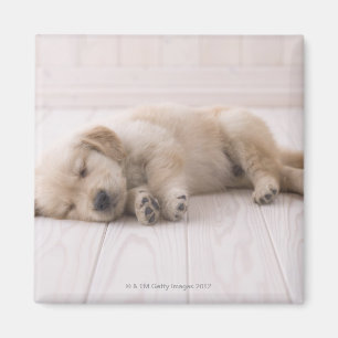 Imã Golden retriever