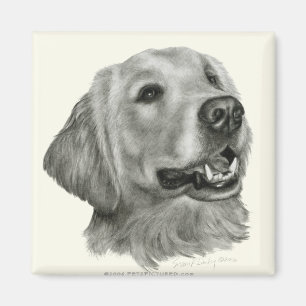Imã Golden retriever