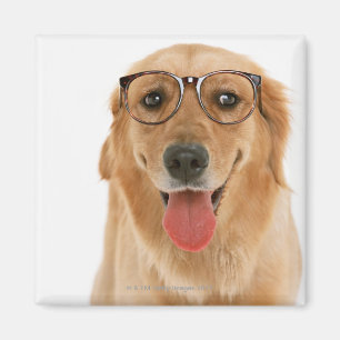 Imã Golden retriever 3