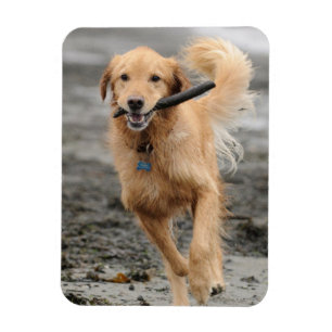 Ímã Golden Retriever Correndo Com Pau Na Boca