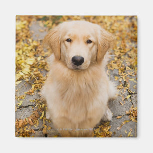 Imã Golden retriever do bebê de um ano, retrato