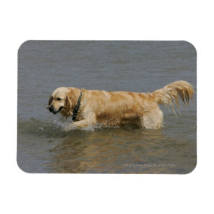 Ímã Golden retriever na água