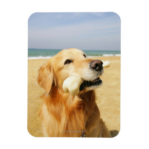 Ímã Golden retriever que come o osso