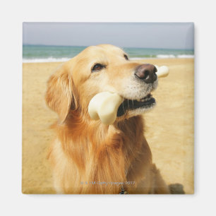 Imã Golden retriever que come o osso