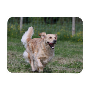 Ímã Golden retriever que funciona 1