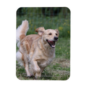 Ímã Golden retriever que funciona 1