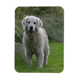 Ímã Golden retriever que funciona 2