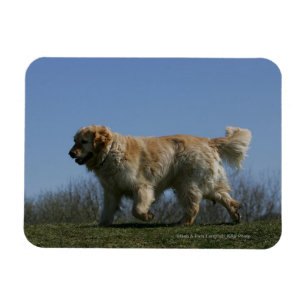 Ímã Golden retriever que funciona 3
