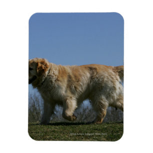 Ímã Golden retriever que funciona 3