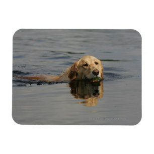 Ímã Golden retriever que nada