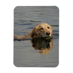 Ímã Golden retriever que nada