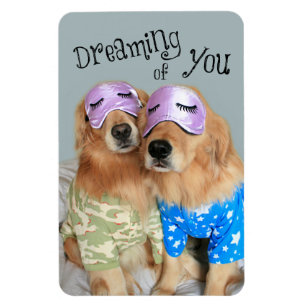 Ímã Golden retriever que sonha de você