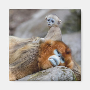 Imã Golden Snub-nosed Monkey Dad with Baby