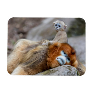 Ímã Golden Snub-nosed Monkey Dad with Baby