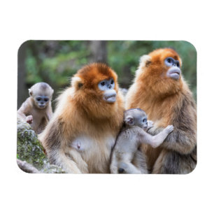 Ímã Golden Snub-nosed Monkey Family