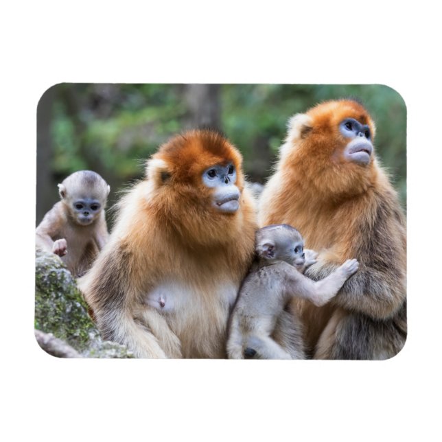Ímã Golden Snub-nosed Monkey Family (Horizontal)