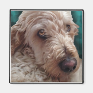 Imã Goldendoodle