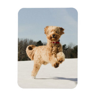 Ímã Goldendoodle correndo pelo campo