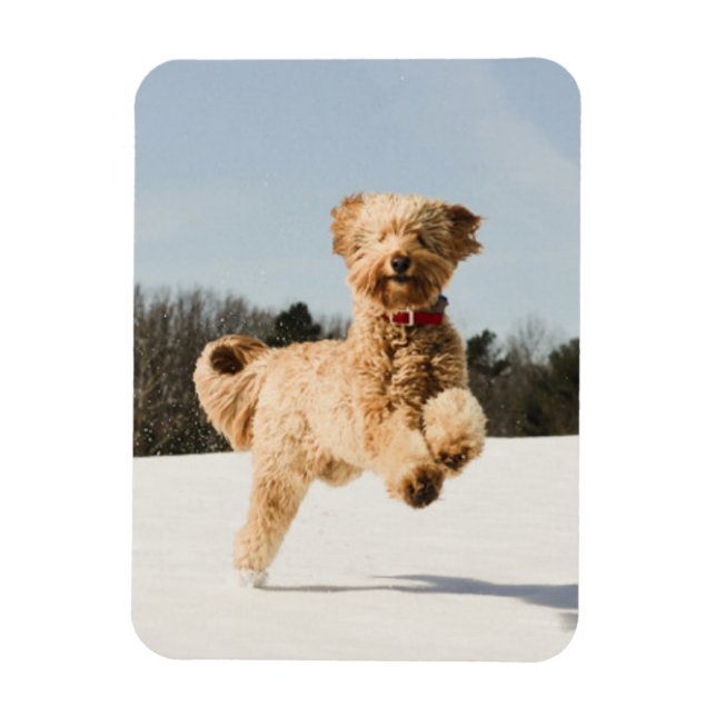 Ímã Goldendoodle Correndo Pelo Campo (Vertical)
