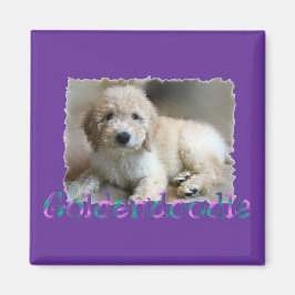 Imã Goldendoodle Lovers