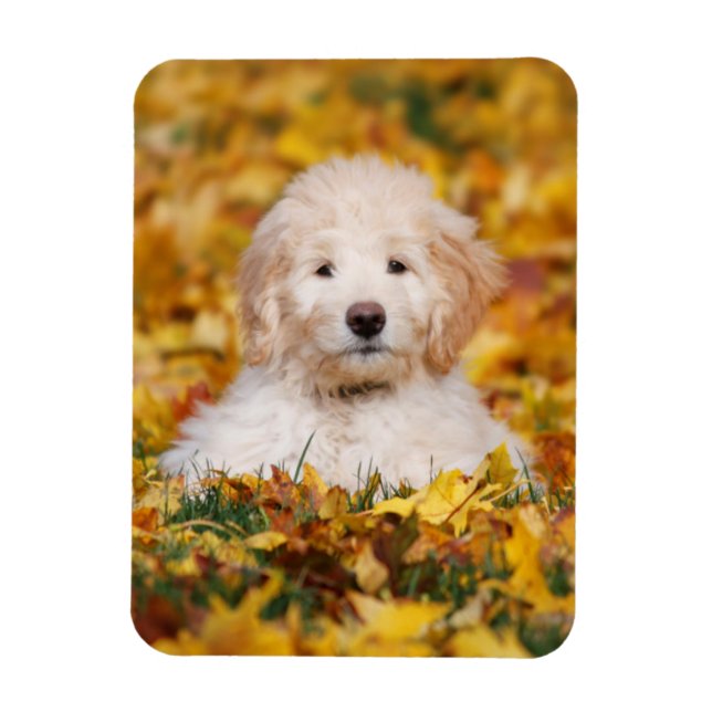 Ímã Goldendoodle Puppy Em Folhas De Queda (Vertical)