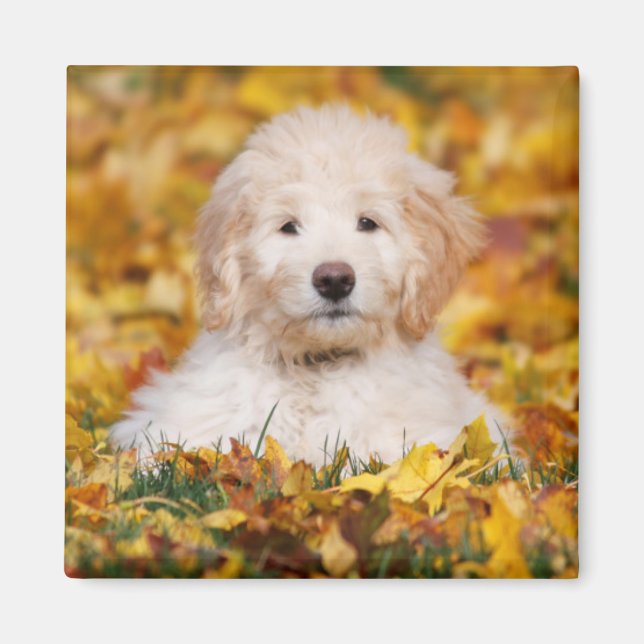 Imã Goldendoodle Puppy Em Folhas De Queda (Frente)