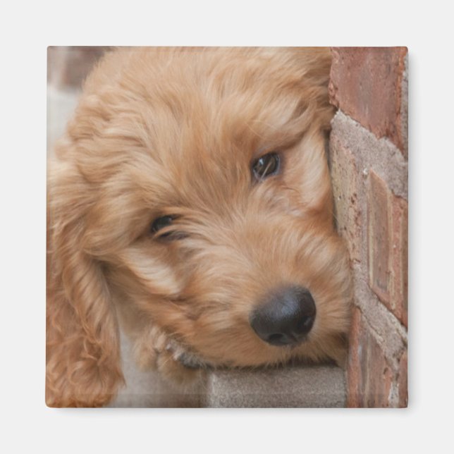 Imã Goldendoodle Puppy Peeking (Frente)