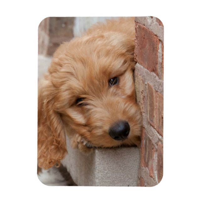 Ímã Goldendoodle Puppy Peeking (Vertical)