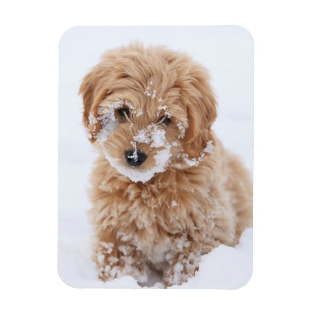 Ímã Goldendoododle Puppy Com Neve Virada (Vertical)