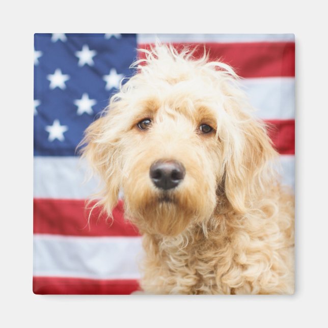 Imã Goldendoodododle com bandeira americana (Frente)