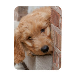 Ímã Goldendoodododle Puppy Pupeking