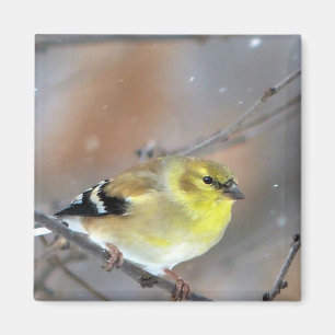 Imã Goldfinch