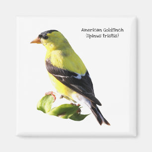 Imã Goldfinch americano