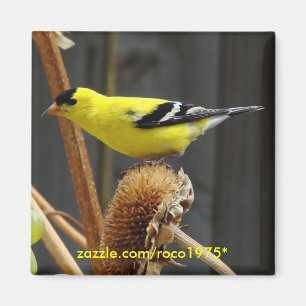 Imã Goldfinch americano