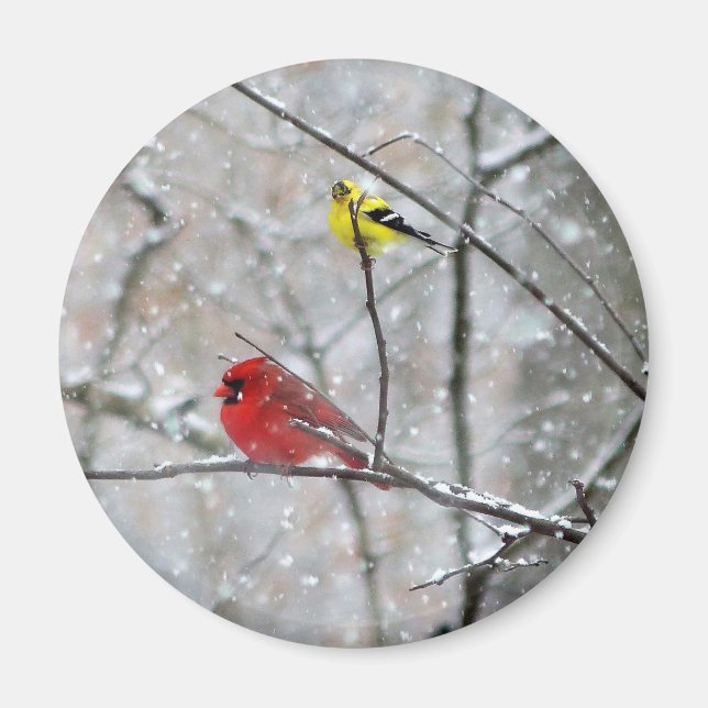 Imã Goldfinch E Cardeal (Frente)