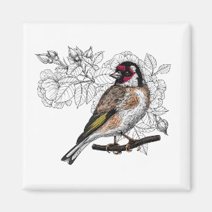 Imã Goldfinch e rosas