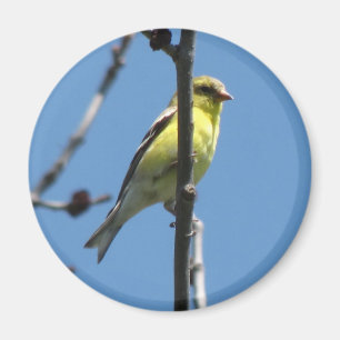 Imã Goldfinch em uma árvore