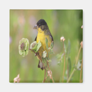 Imã Goldfinch empoleirado nas flores