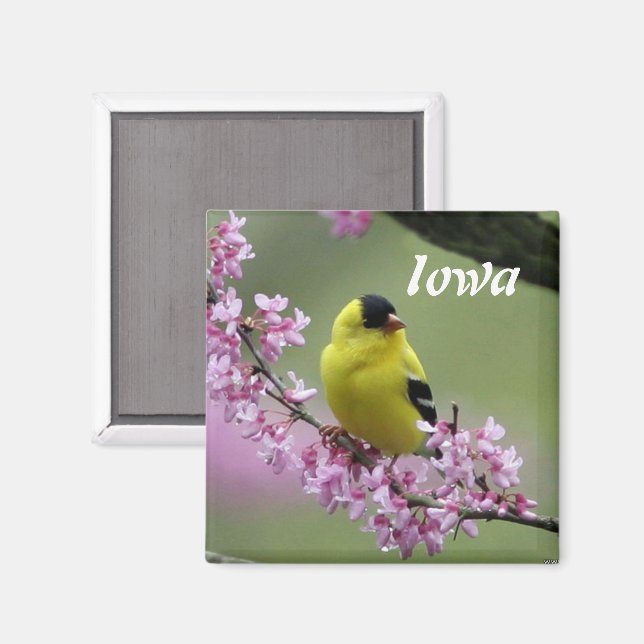 Imã Goldfinch, Iowa State Bird Magnet (Front/Back)