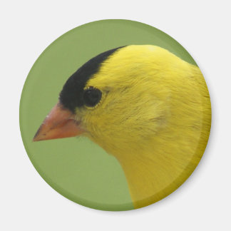 Imã Goldfinch Magnet