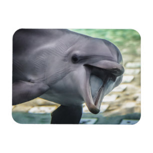 Ímã Golfinho das imagens de Getty