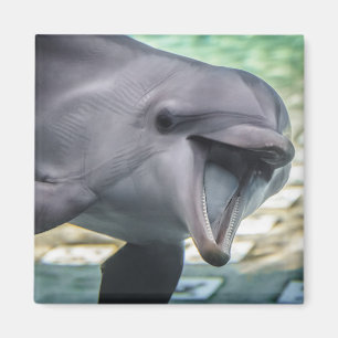 Imã Golfinho das imagens de Getty