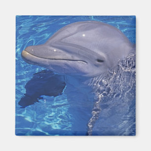 Imã Golfinho-roaz, Tursiops Truncatus