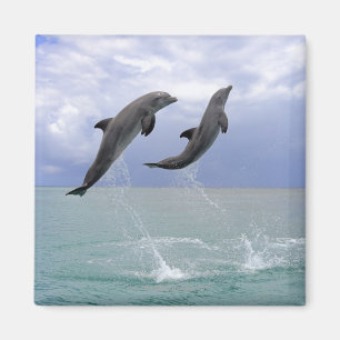 Imã Golfinhos Delfin (Tuemmler mais bruto)