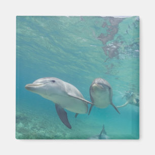 Imã Golfinhos-nariz-de-garrafa Tursiops truncatus