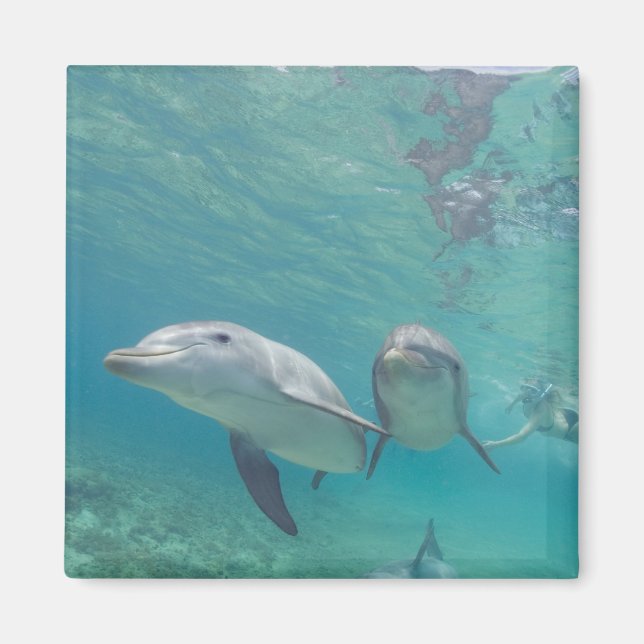 Imã Golfinhos-nariz-de-garrafa Tursiops truncatus (Frente)